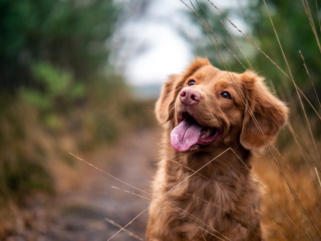 Best dog food outlet for dry itchy skin