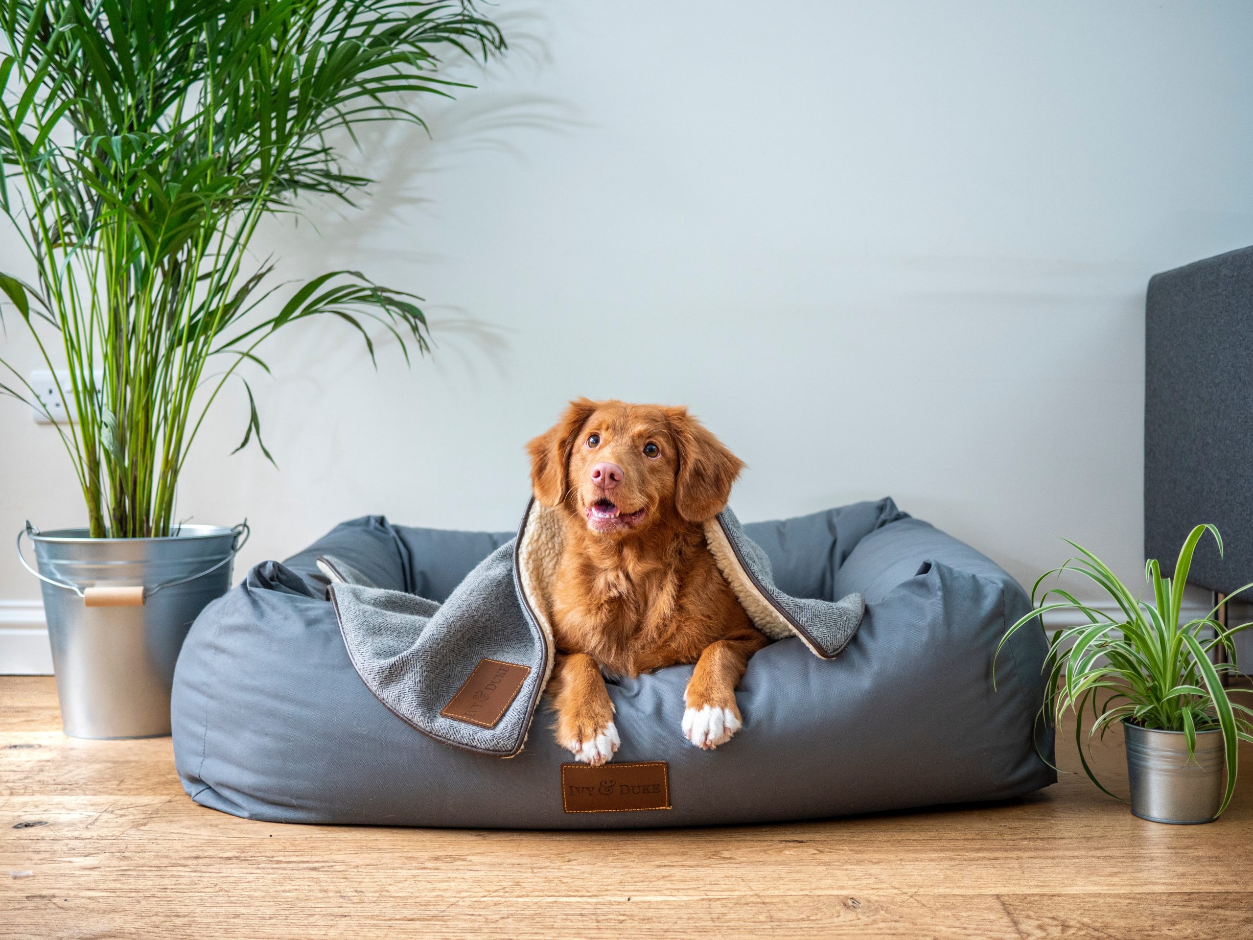 Comfortable dog outlet beds