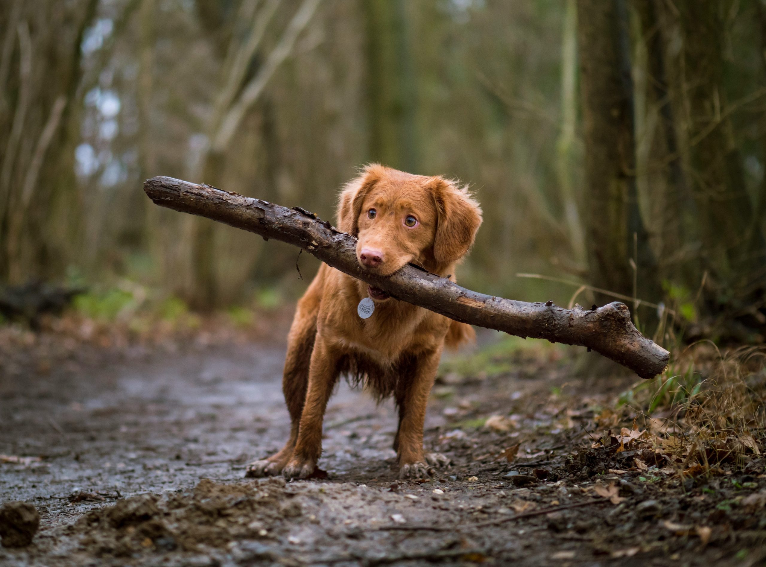 Best food for 2024 medium sized dogs