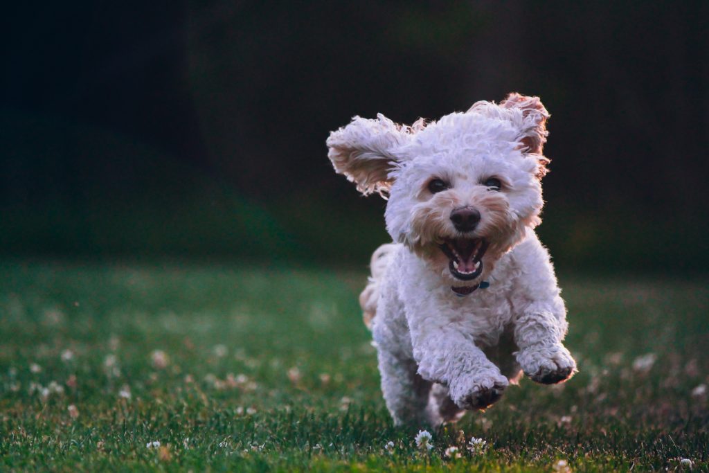 Best dog food store brand for cockapoo