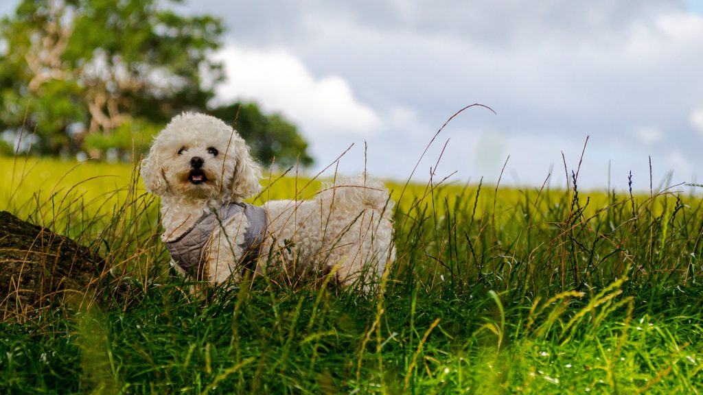 Best dry food shop for bichon frise