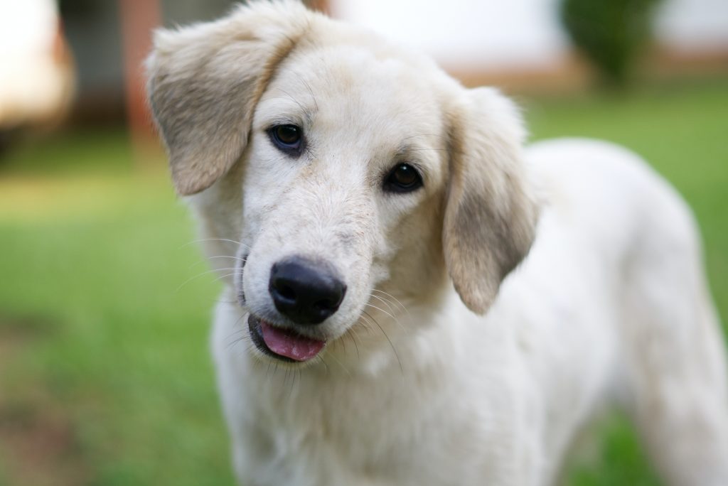 Great pyrenees 2024 puppy food