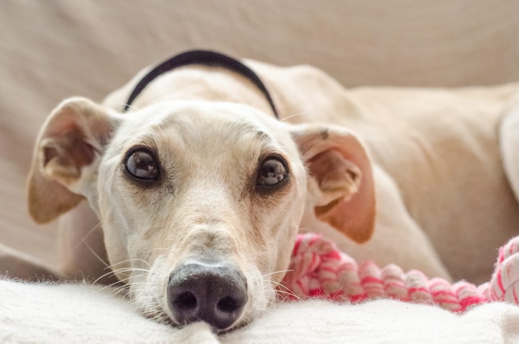 Raised dog beds for sales greyhounds