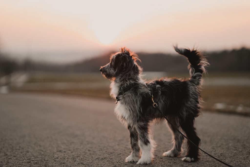 Best puppy hot sale food for aussiedoodle