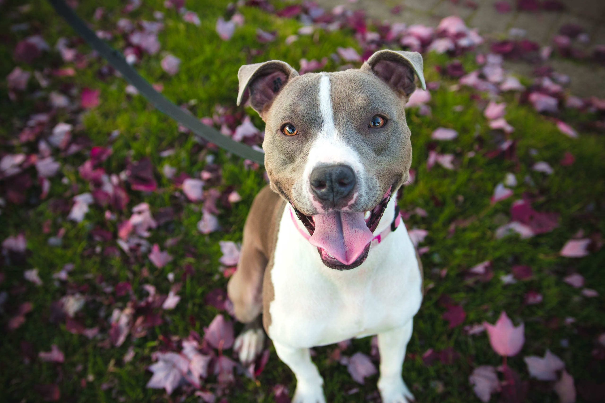 best dog food for pitbulls with skin allergies