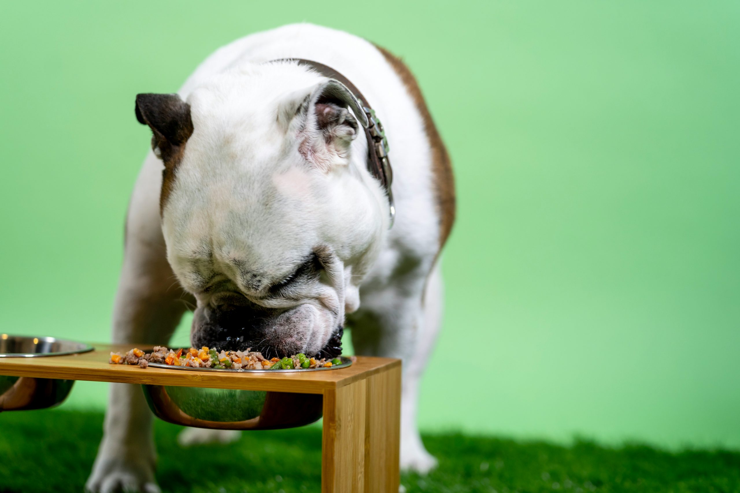 kirkland dog food review