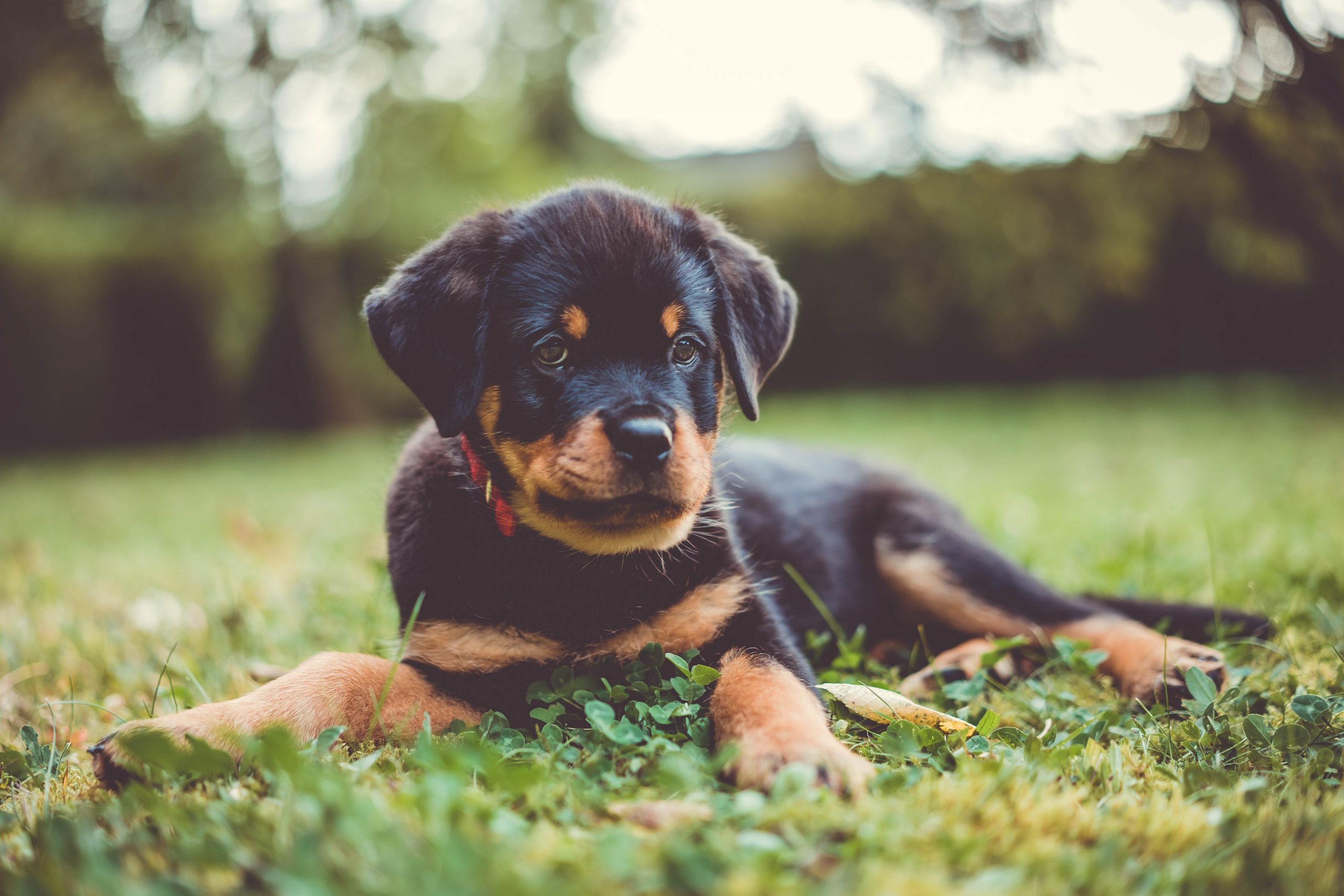 best dog food for rottweilier puppies