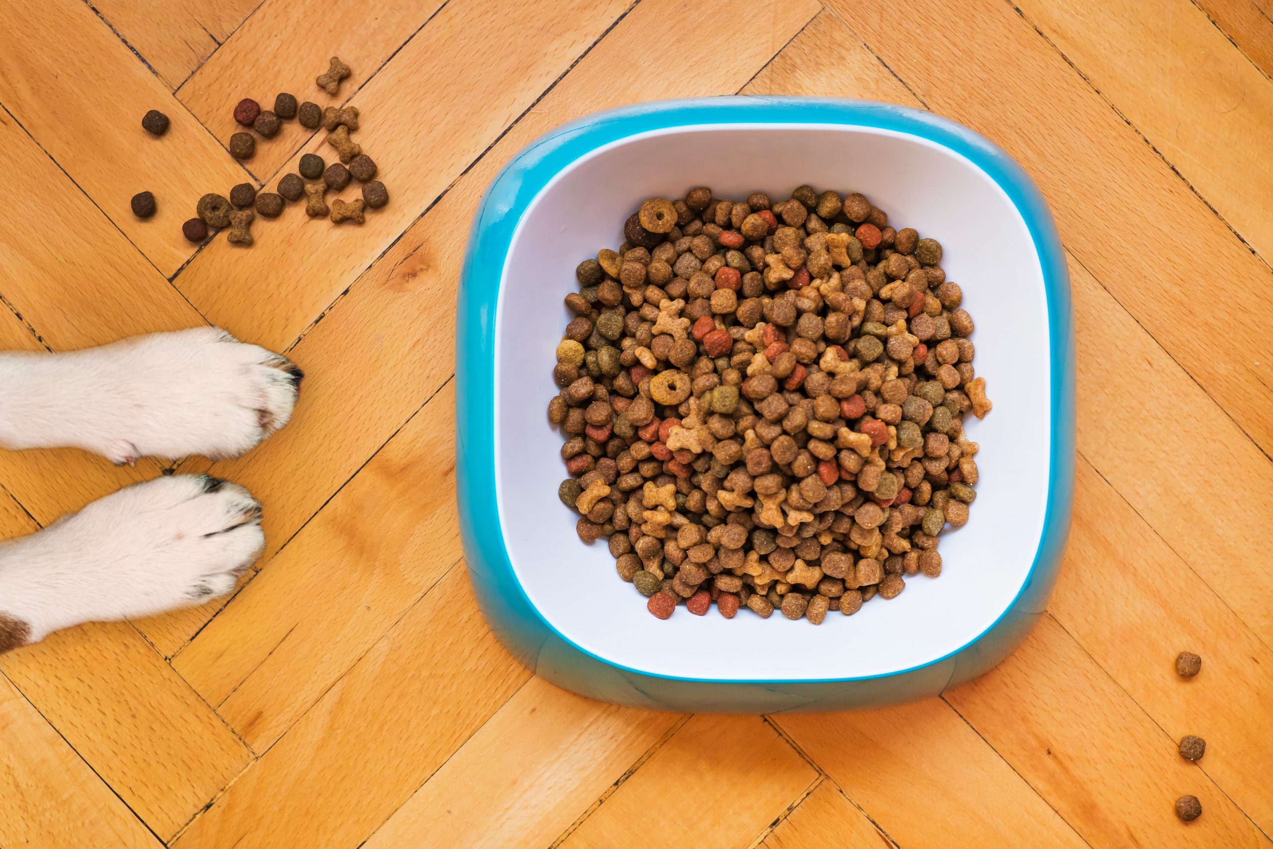 best dog food for great dane puppies