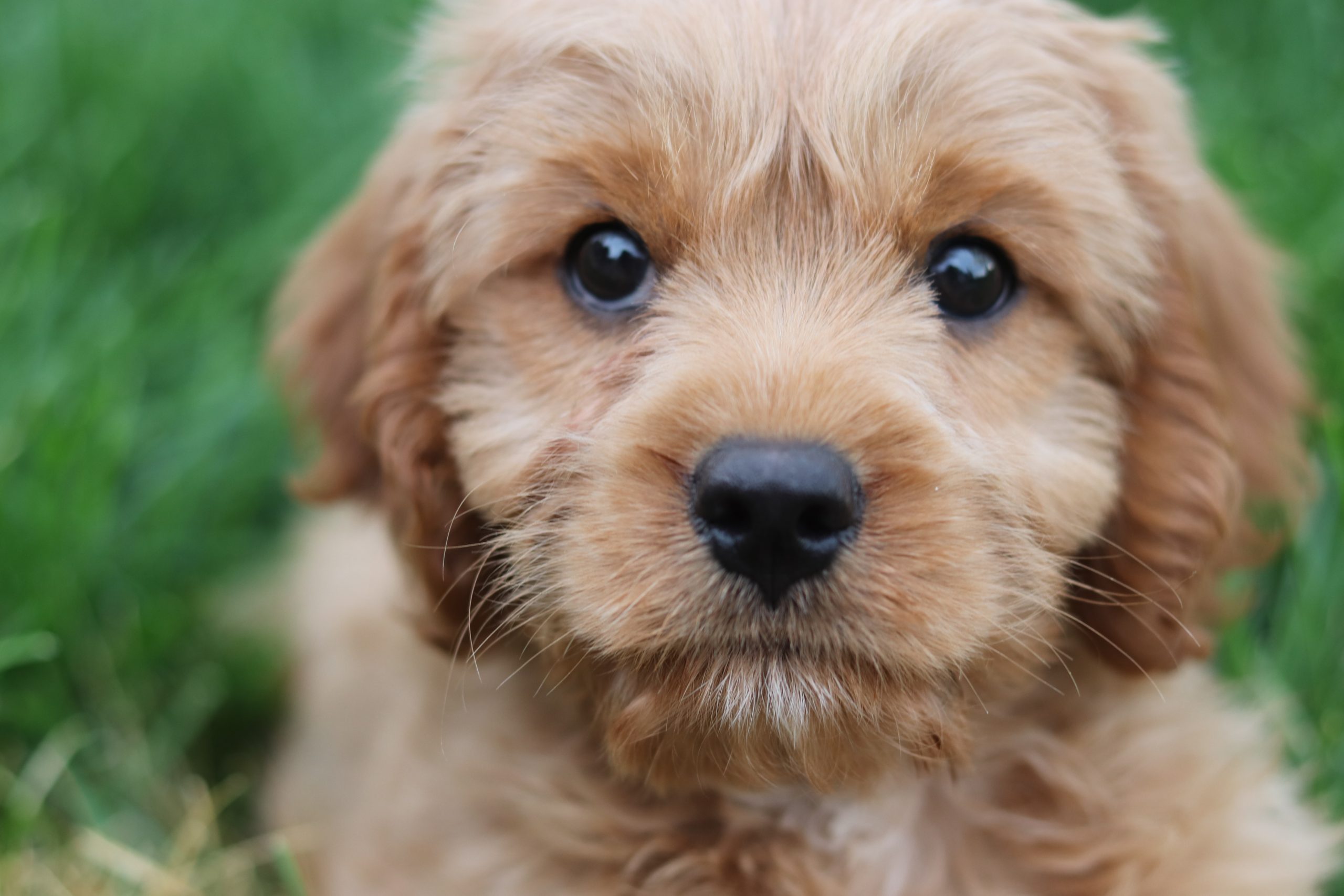 Cavapoo best sale feeding guide