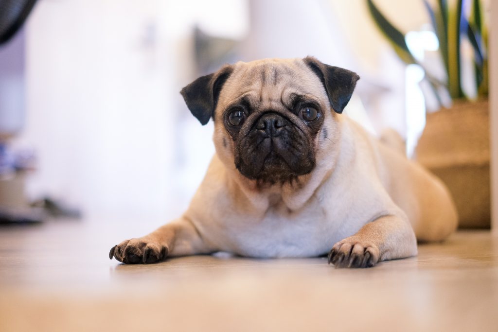 Pets at shop home pug food