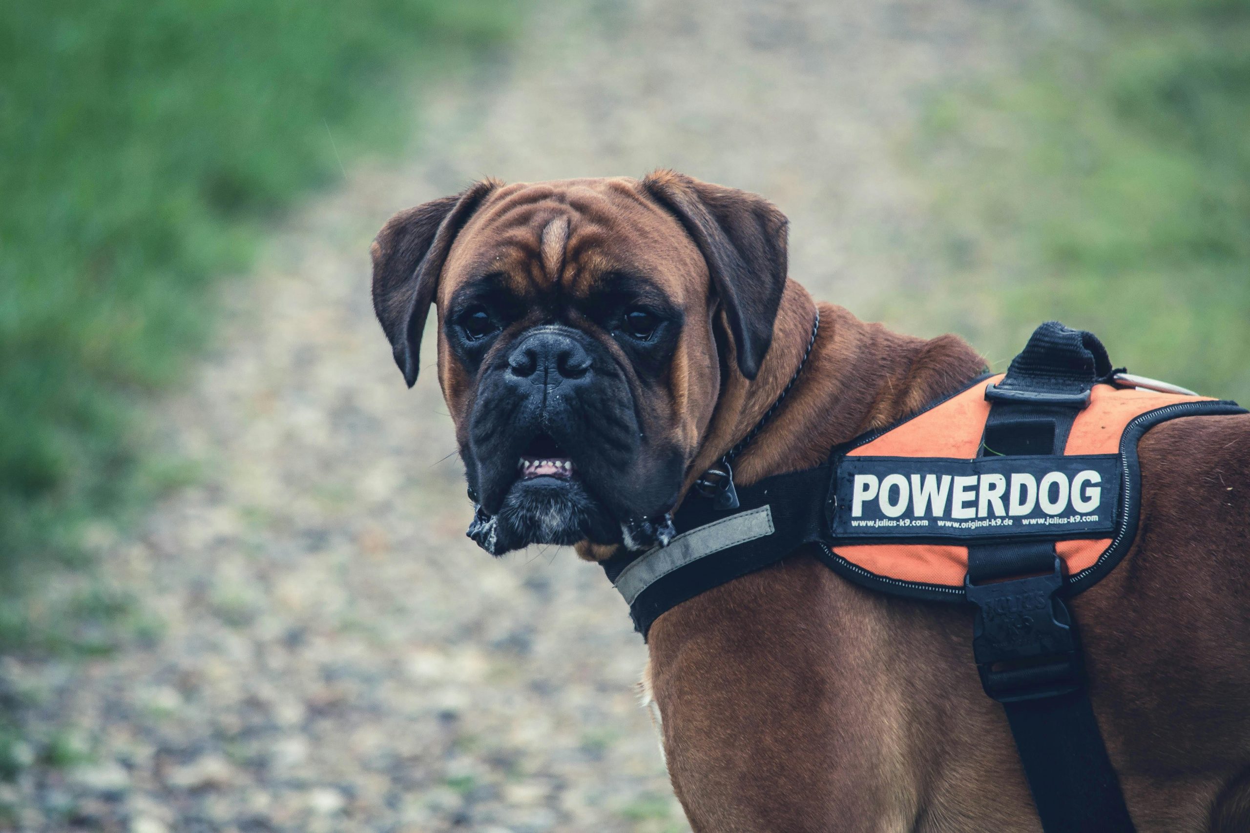 best dog food for cane corsos