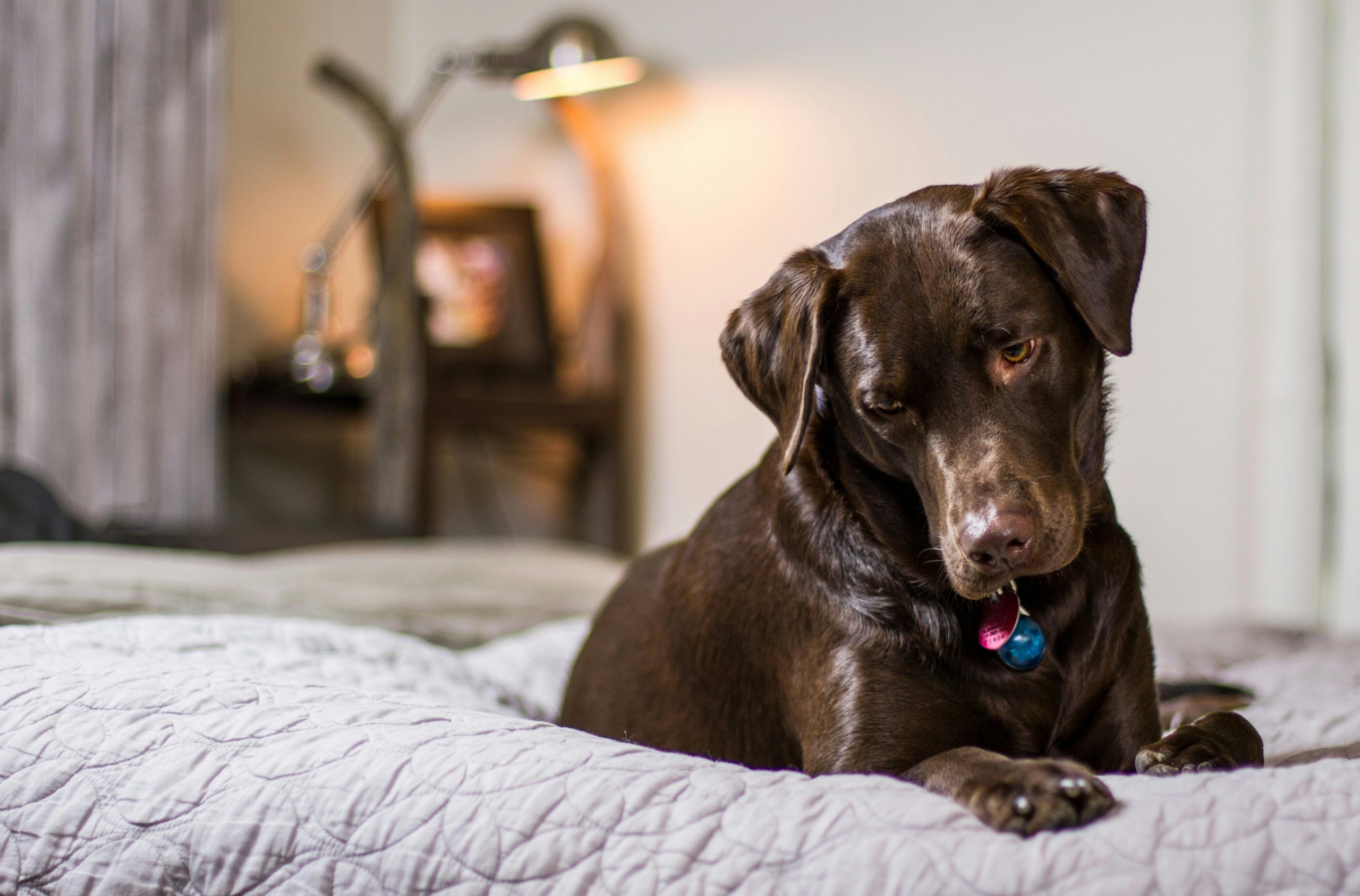 best dog bed for joint pain