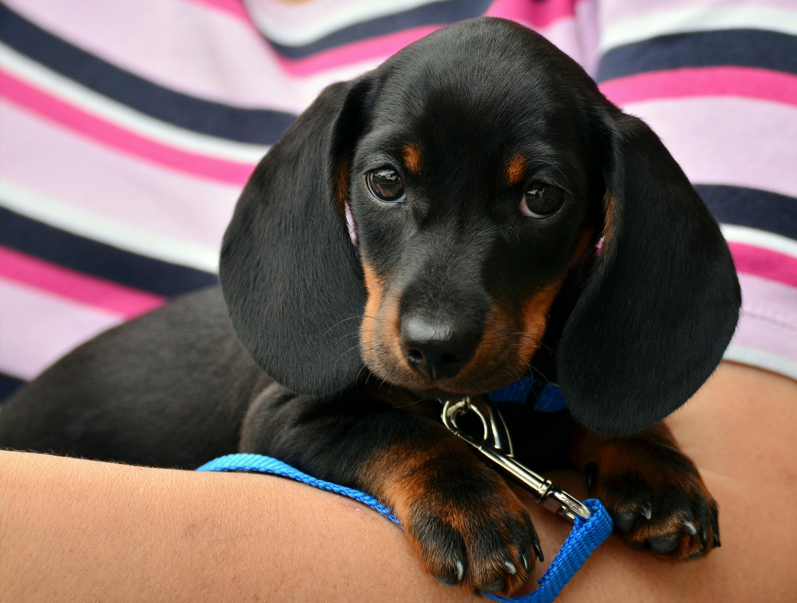 main image for the best harness for dachshund in 2024