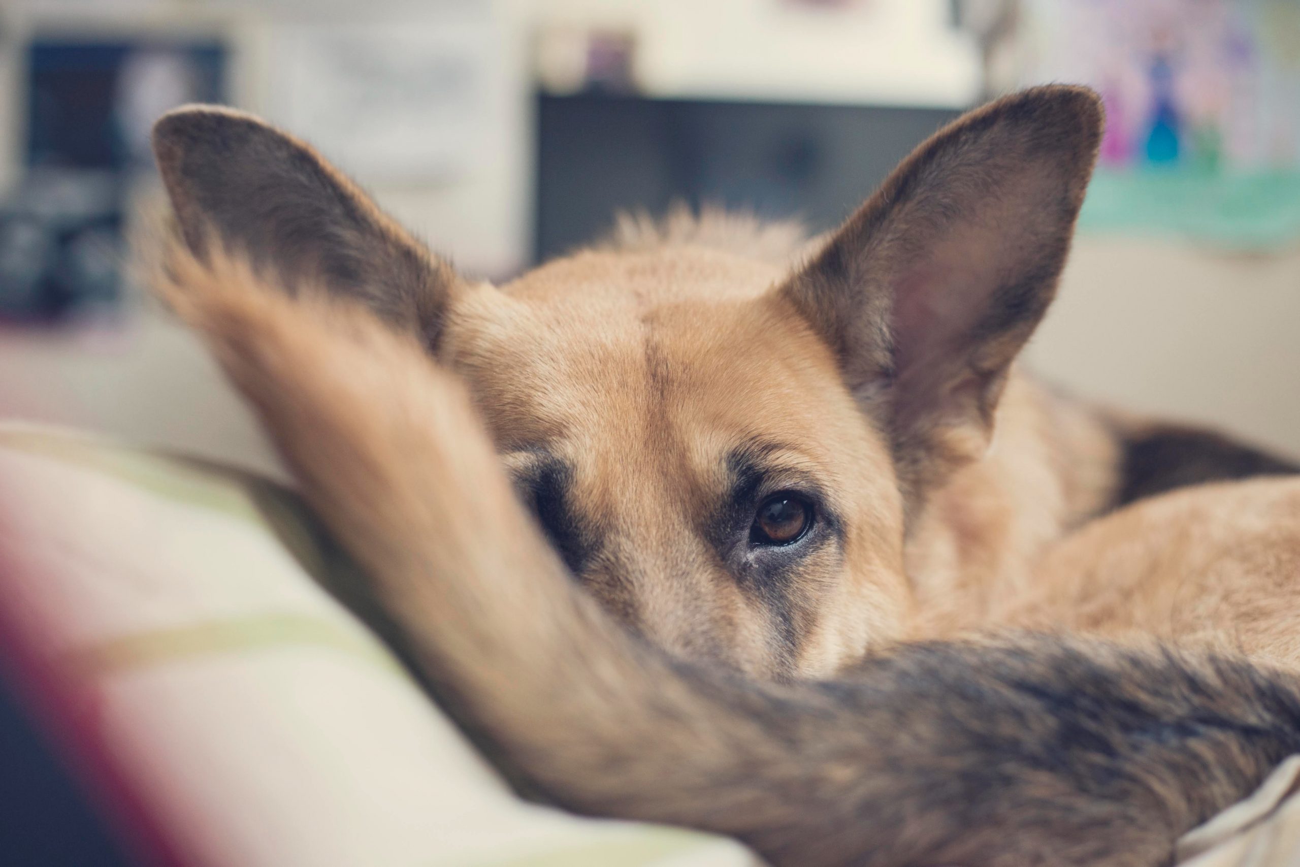 German shepherd outlet bed