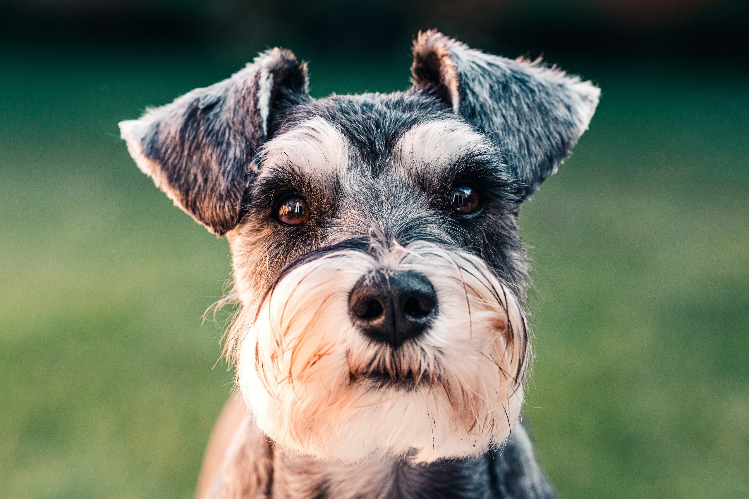 Best Dog Food for Miniature Schnauzer: Choosing the Perfect Nutrition for Your Furry Friend