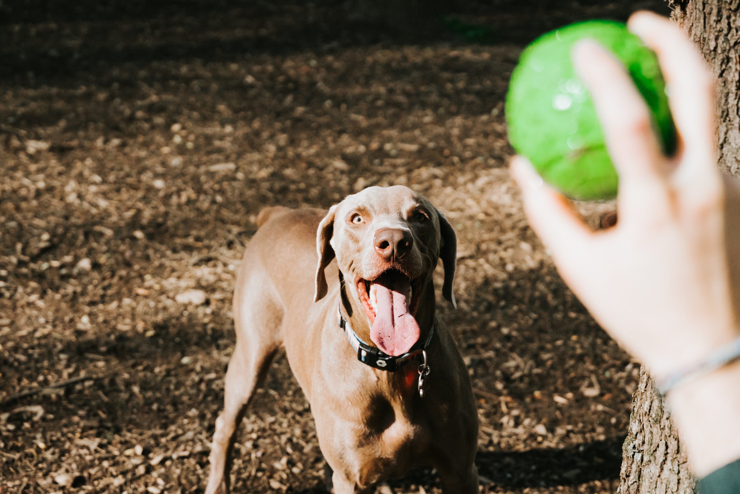 The Best Dog Food For Weimaraners Dogtime