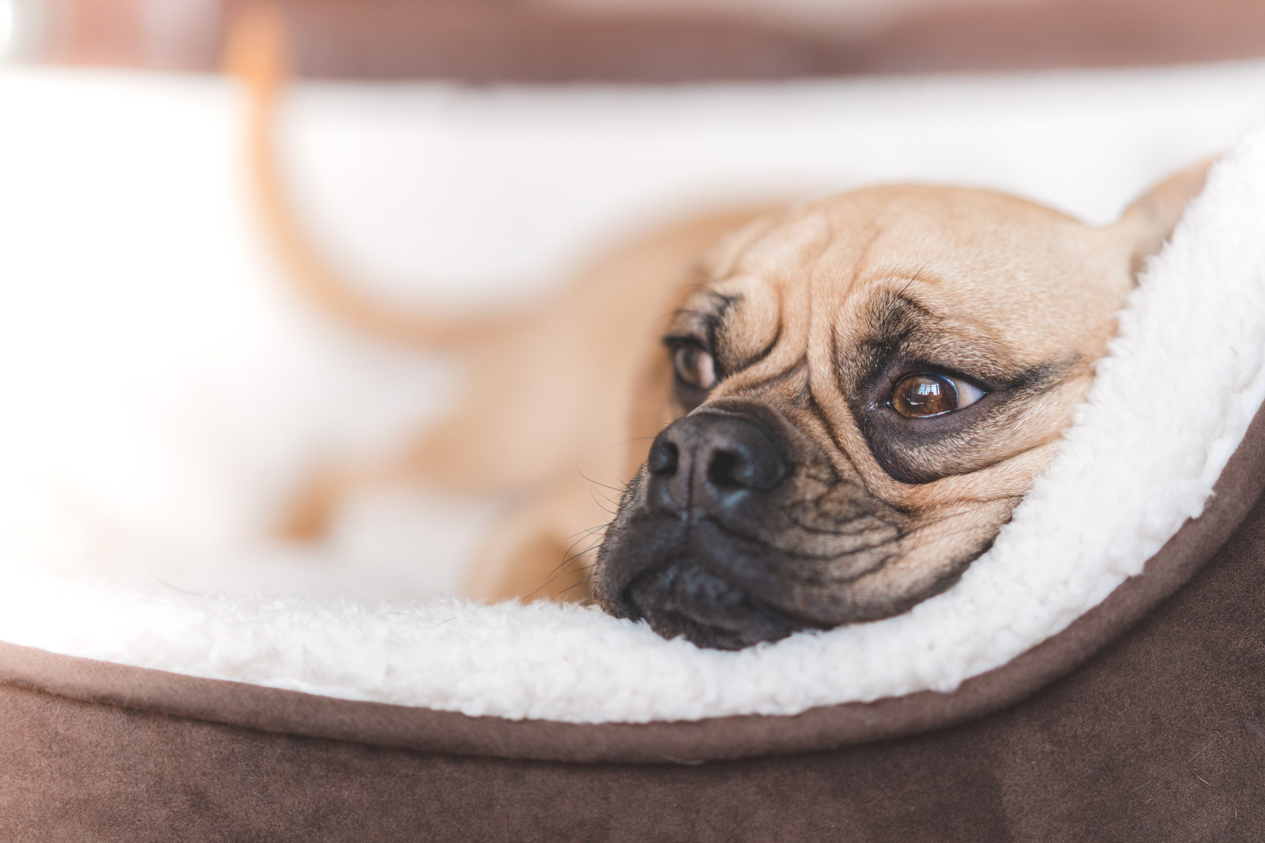 Dog bed for joint pain sale