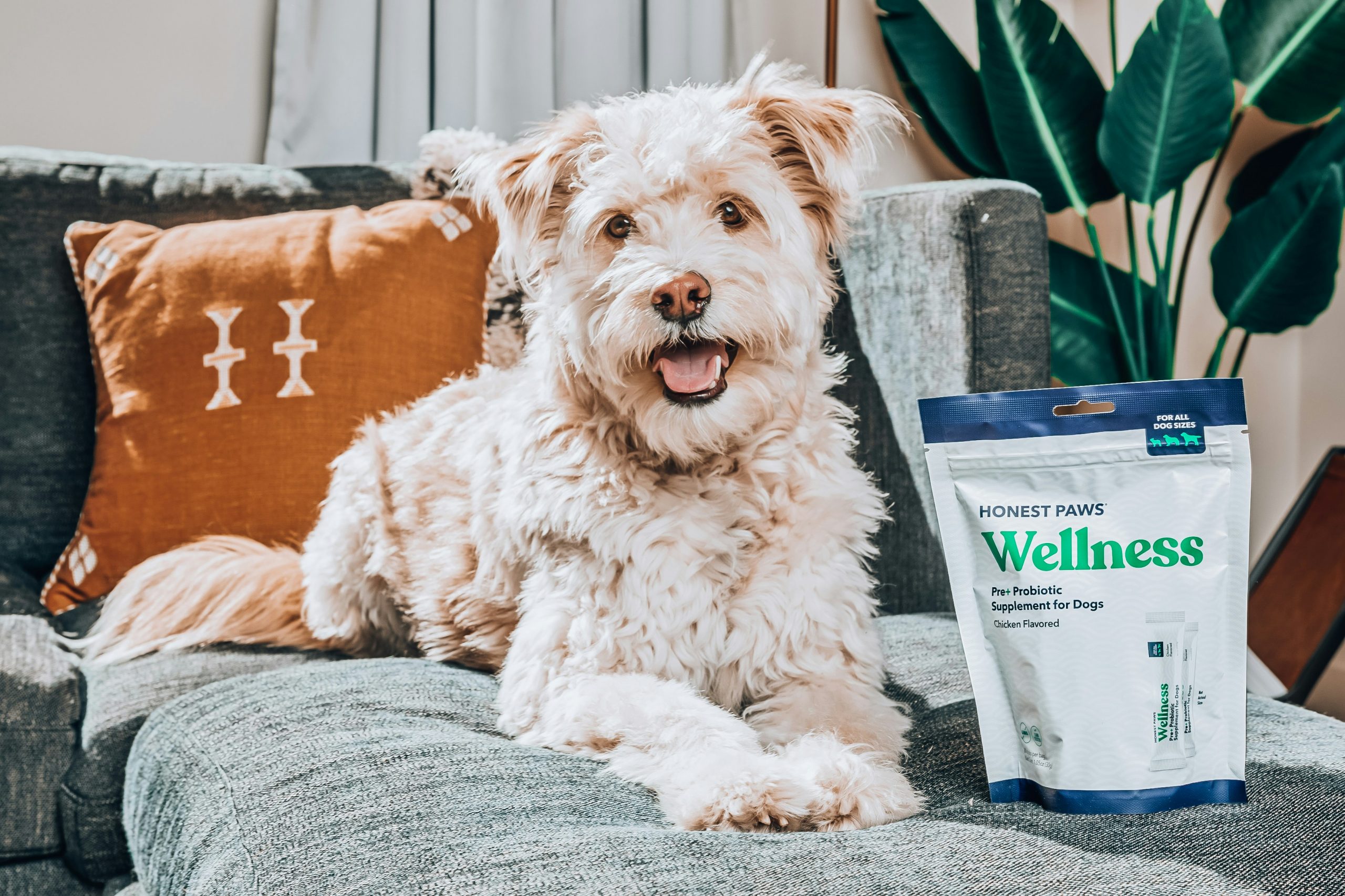 best probiotic for dogs