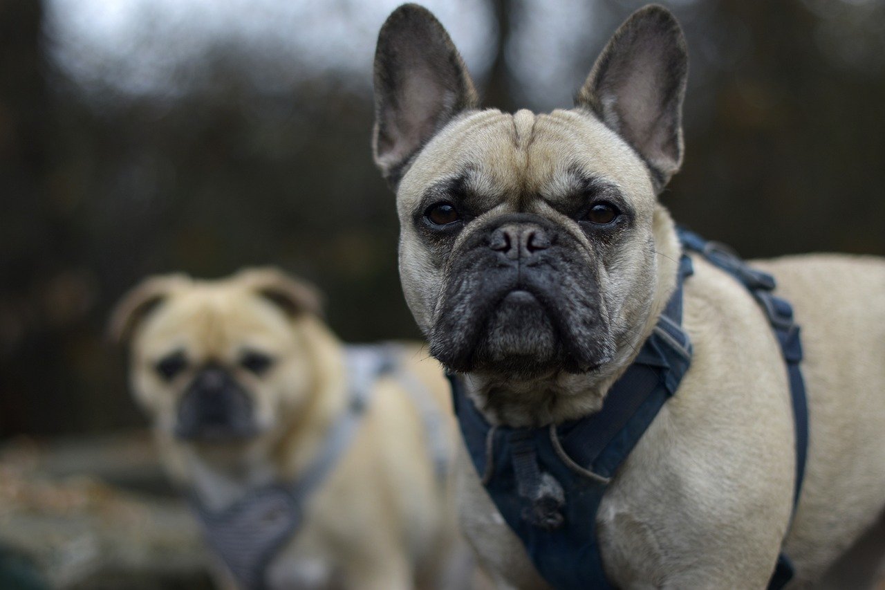 best dog harness