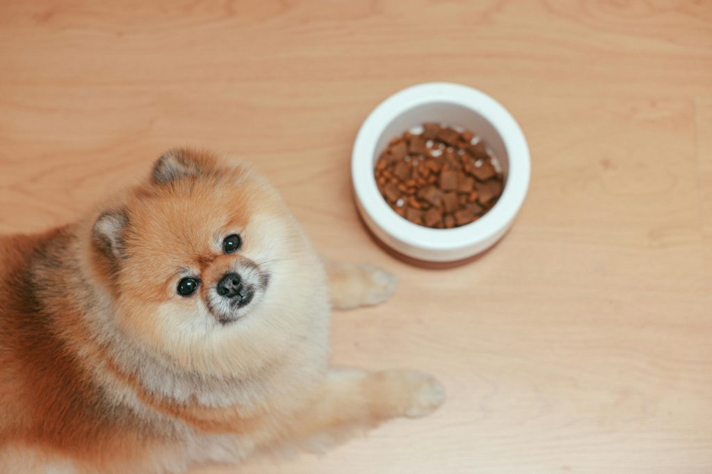 The Best Dog Food For Small Dogs In 2024 Dogtime