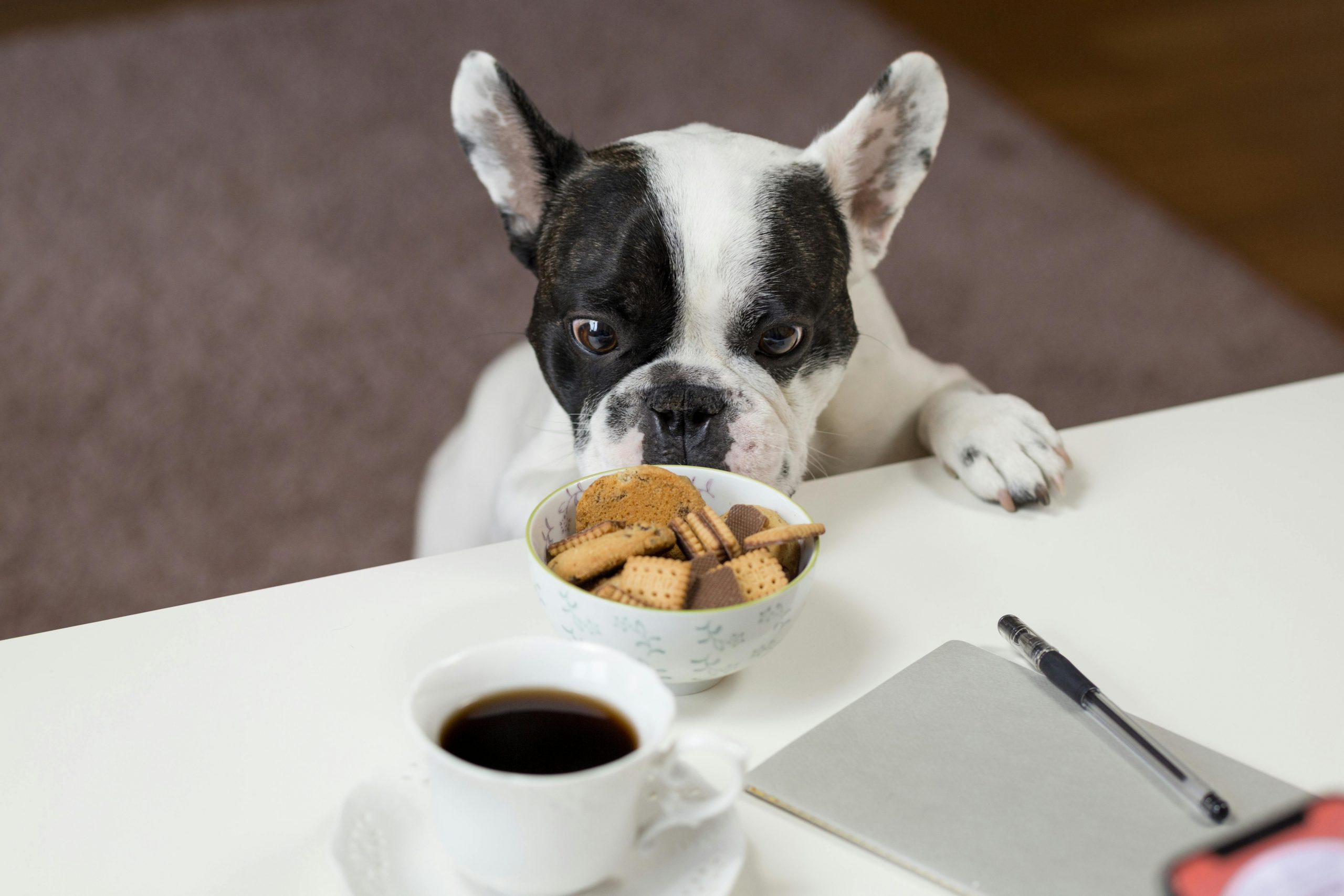 best dog food for overweight dogs