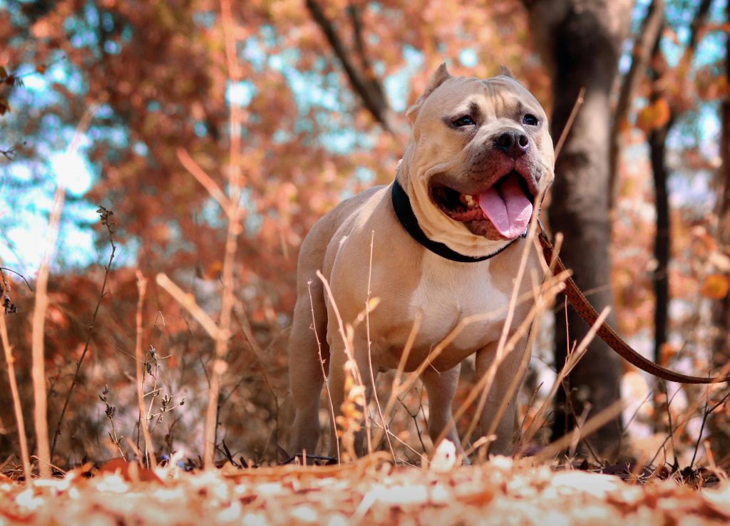 The Best Dog Food For Pitbulls In 2024 Dogtime