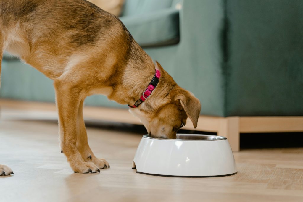 The Best Kibble For Dogs In 2024 Dogtime