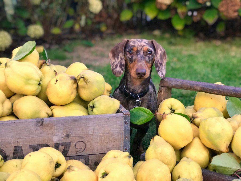 The Best Human Grade Dog Food In 2024 Dogtime