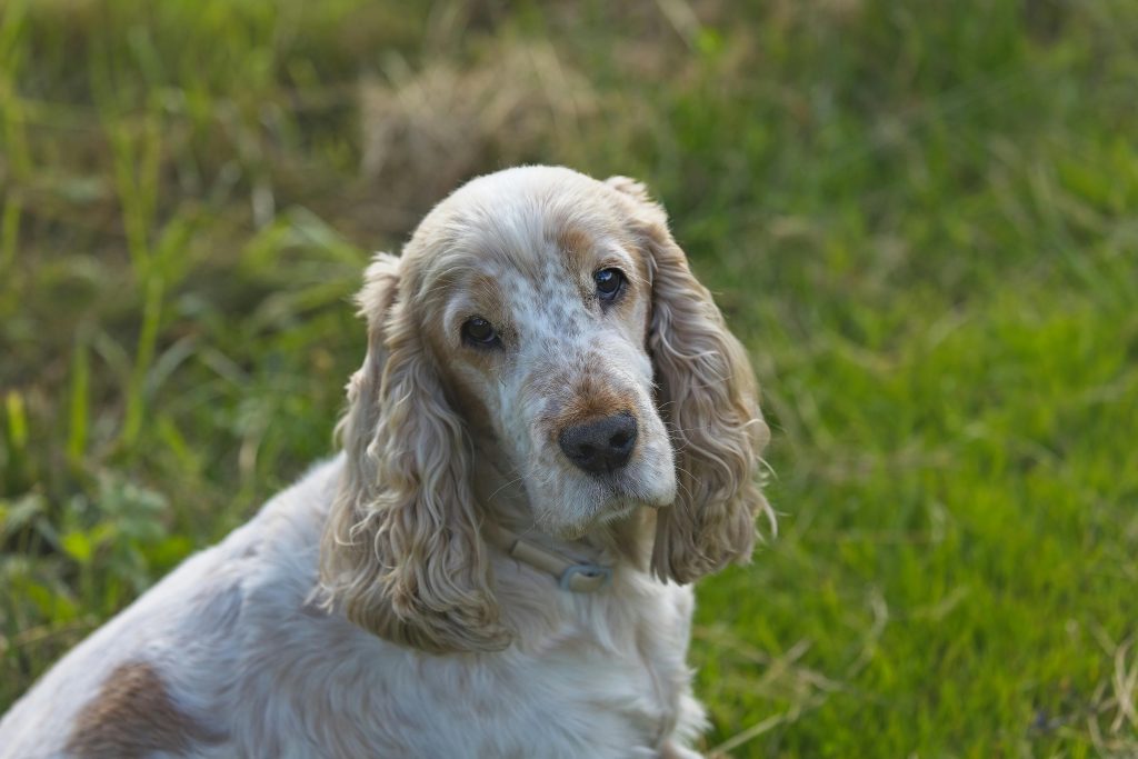 The Best Soft Dog Food For Senior Dogs In 2024 - Dogtime