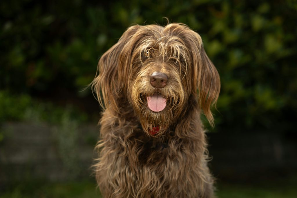 Healthy food for sales labradoodles