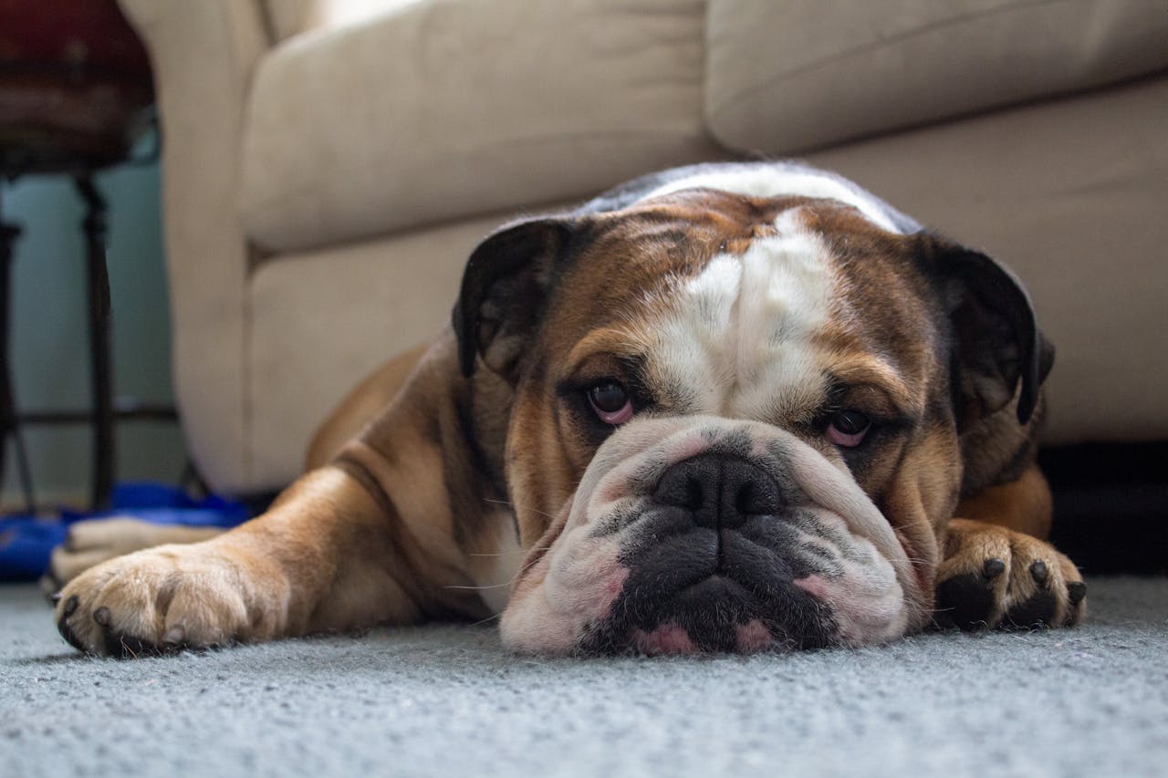 best dog food for bulldogs
