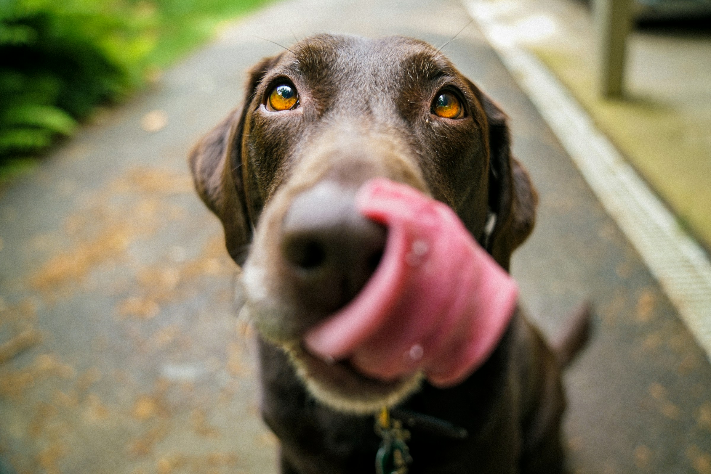 best wet dog food for senior dogs