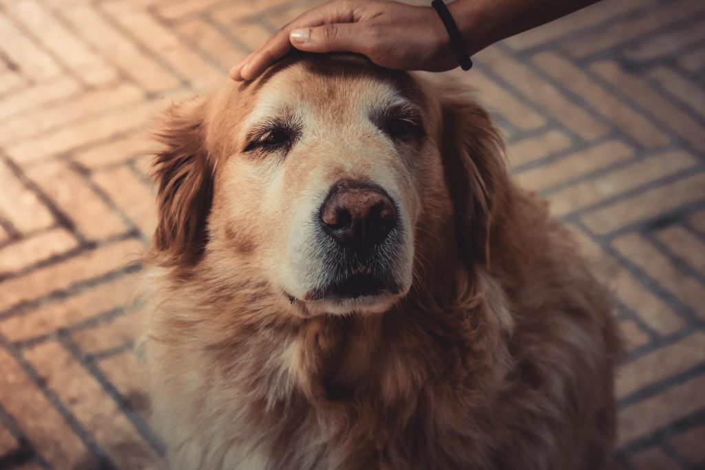 The Best Wet Dog Food For Senior Dogs in 2024 Dogtime