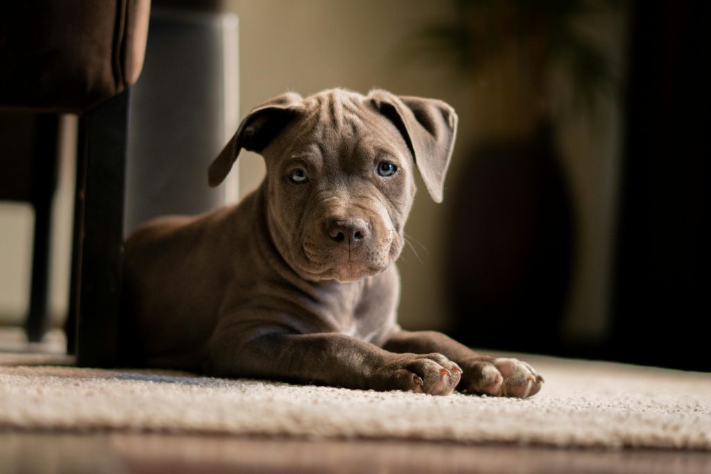 The Best Dog Food For Pitbull Puppies in 2024 Dogtime