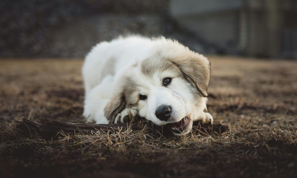 Top Dog Toys for Tough Chewers in 2024