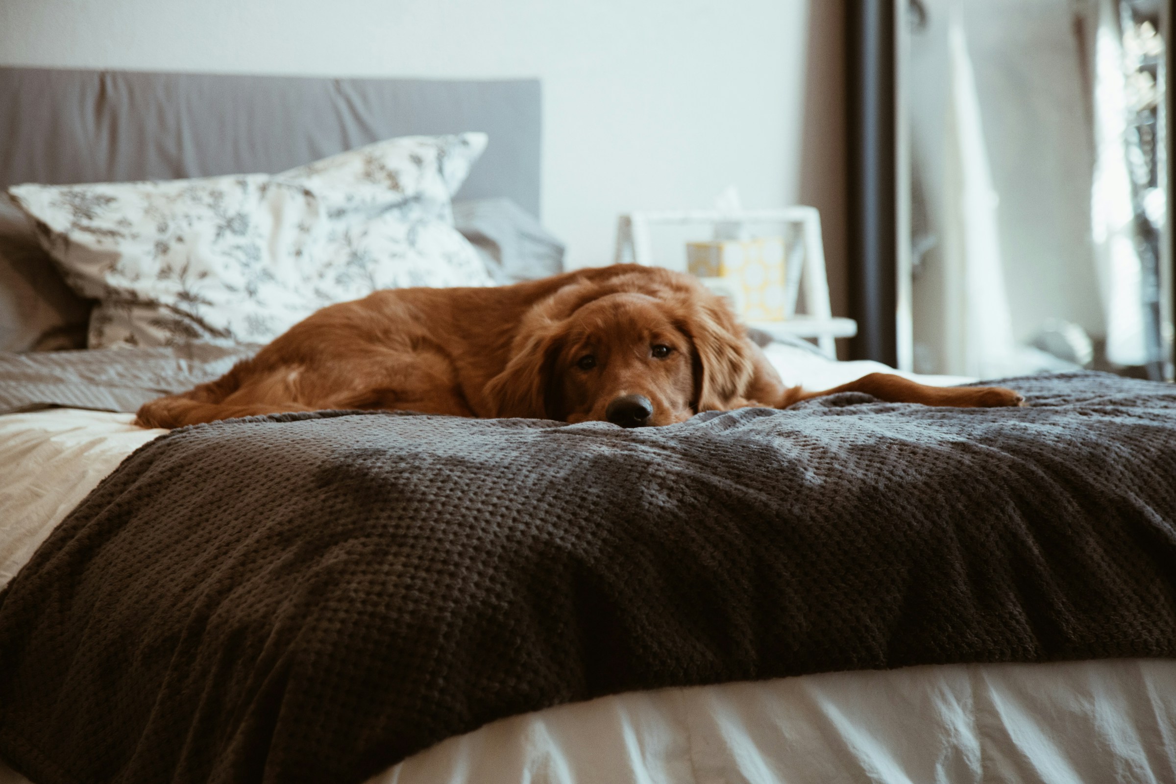 best dog bed for joint pain