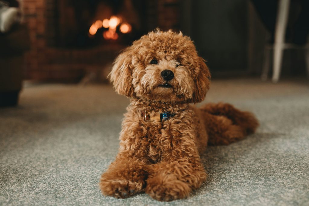 Best food for a toy poodle best sale