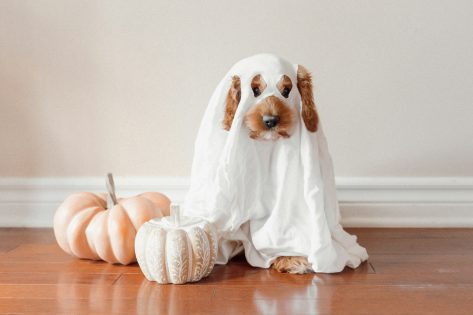 best dog costumes for halloween