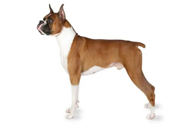 boxer-