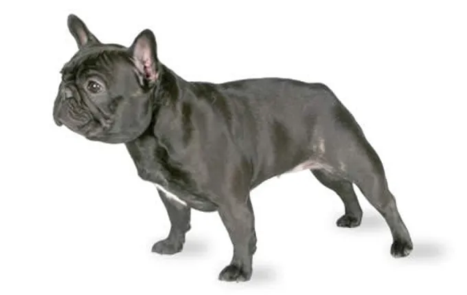 french-bulldog