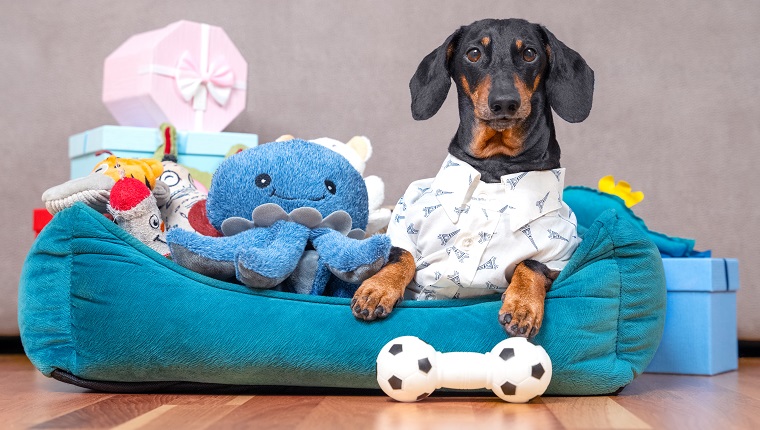 Dachshund in festive shirt is lying in pet bed surrounded by pile of toys and gift boxes given for birthday. Selfish dog has collected all toys in its spot and does not want to share, guards them.
