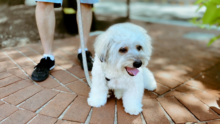 12 Small White Dog Breeds That Are Too Adorable To Miss!!