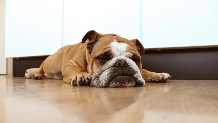 English bulldog sleeping on kitchen floor.