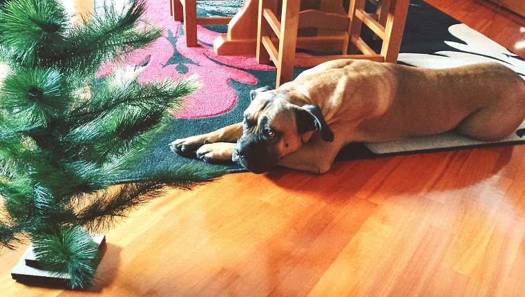 High Angle View Of Bull Mastiff Relaxing By Christmas Tree At Home