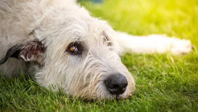 A Light Brown Irish wolfhound lying in a meadow and looking upward.