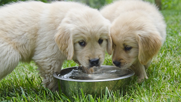 how much should a 2 week old puppy be eating