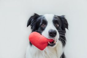 dog holding heart plush in mouth