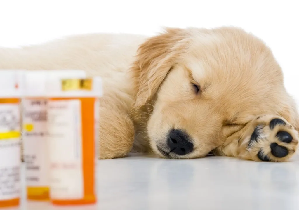 puppy sleeping next to medication bottles dog poison at home