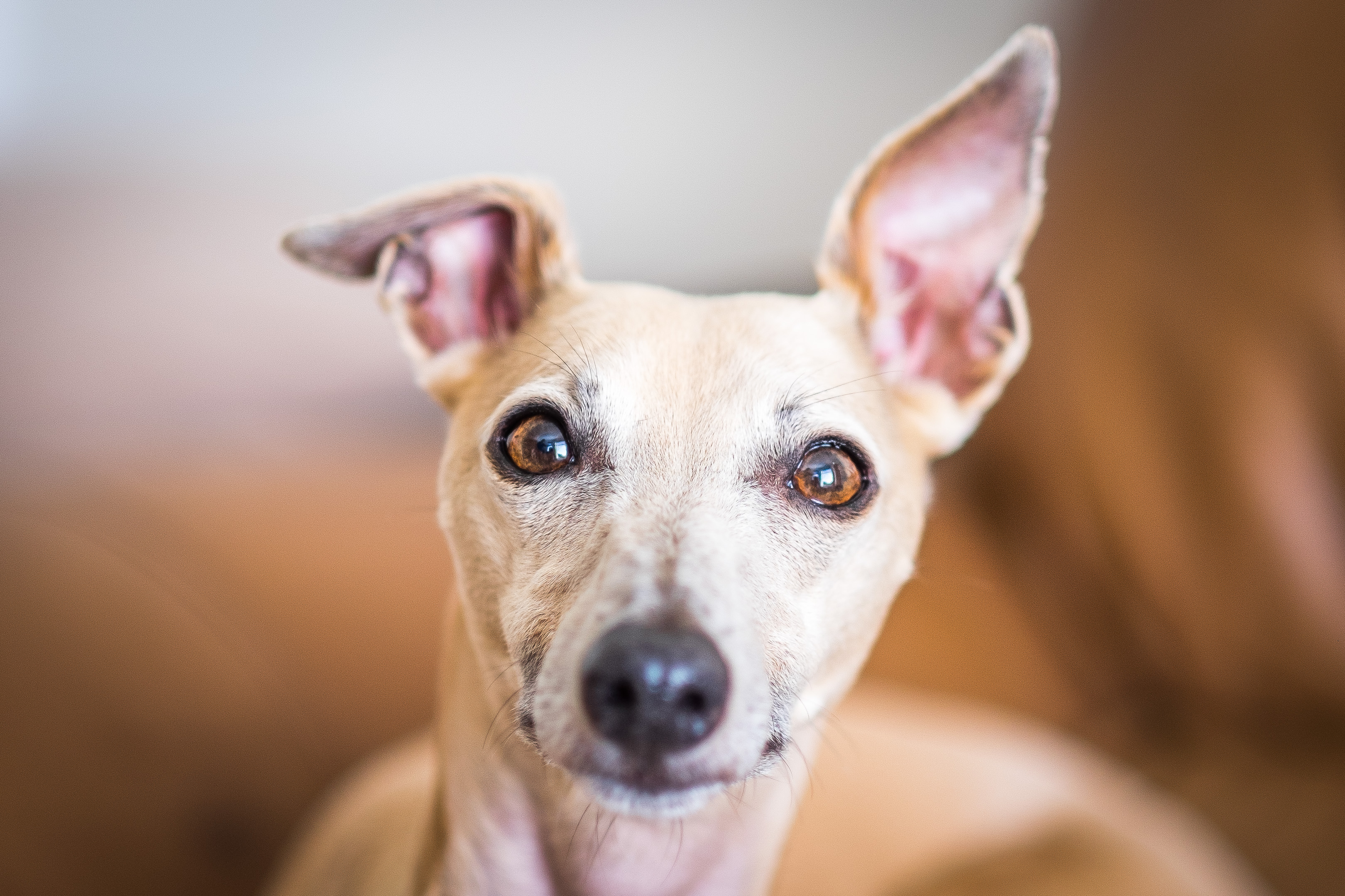 Mineral oil to store clean dog's ears