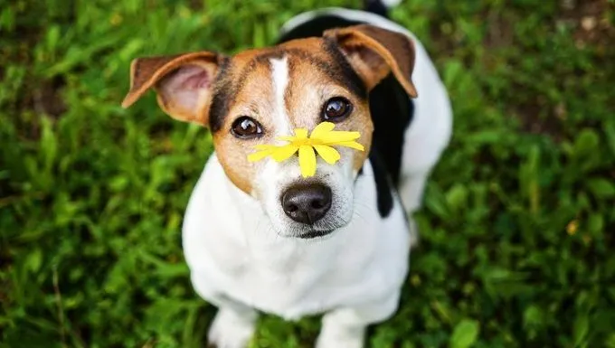 Dog skin irritation outlet around mouth treatment